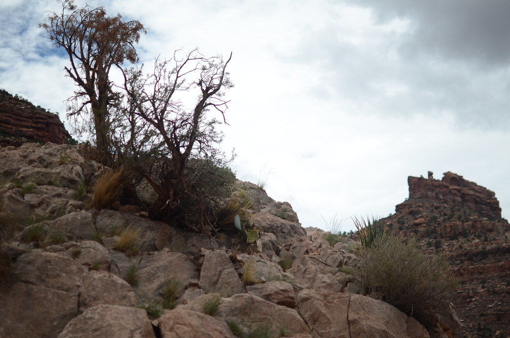 Grand Canyon Bright Angle Trail 068
